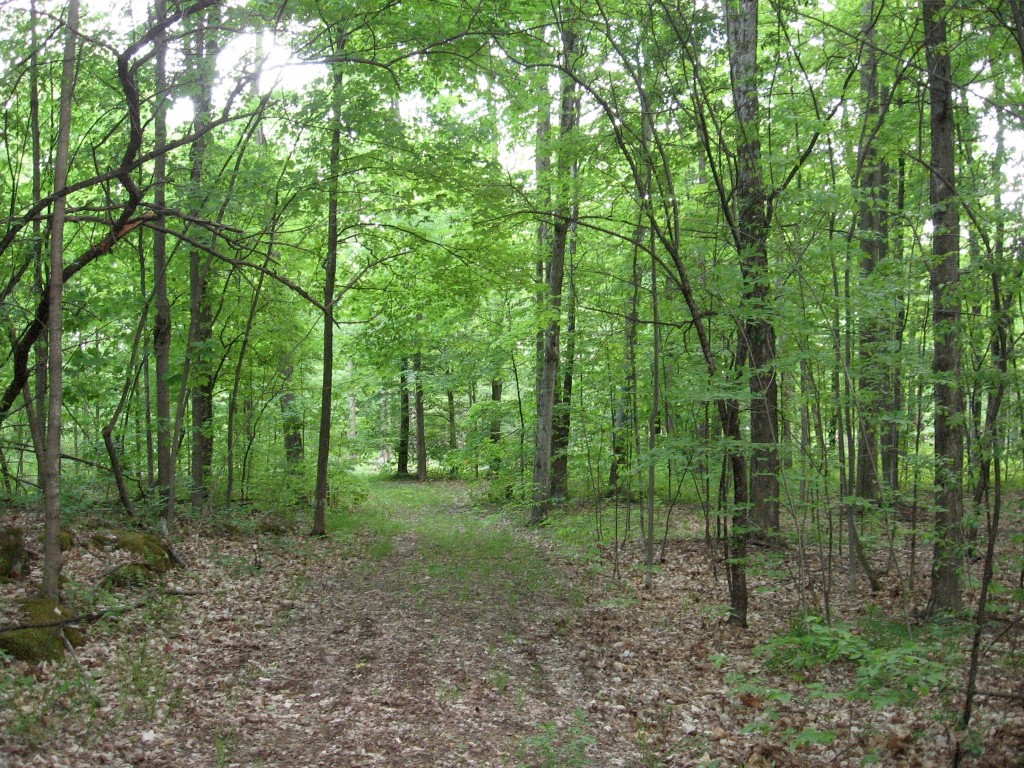 woods-wanderer-the-ten-acre-wood